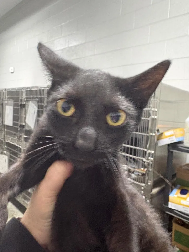 A baby small-sized female Domestic Short Hair cat named Purrsalot for adoption in Henderson, NC