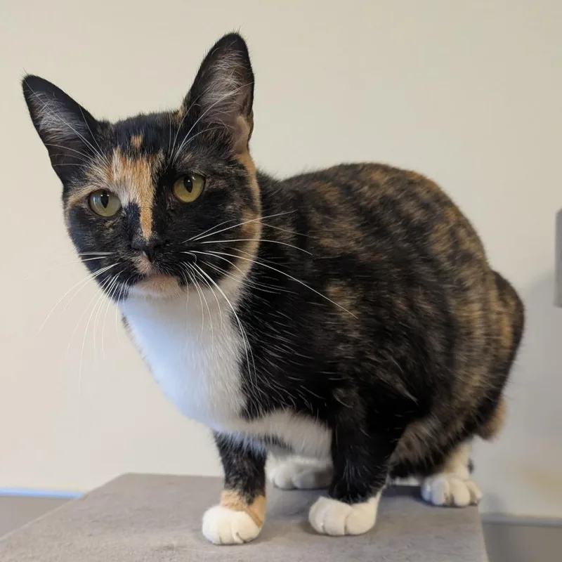 A young large-sized female Domestic Short Hair cat named Felicity for adoption in Sonoma, CA