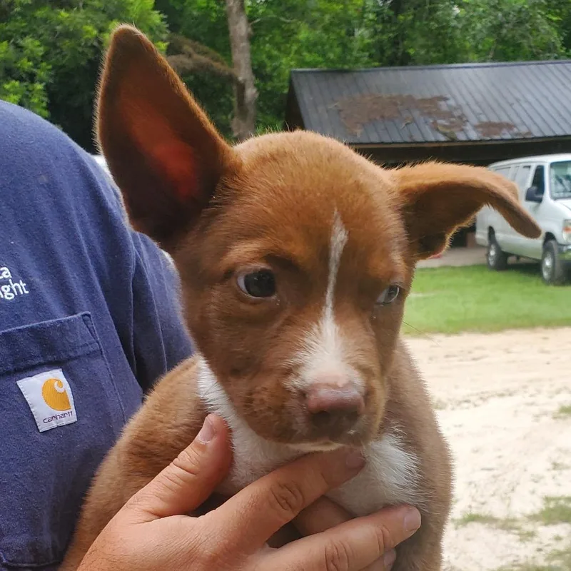 A baby medium-sized female Brown / Chocolate Terrier dog named Little Grace for adoption in Quakertown, PA