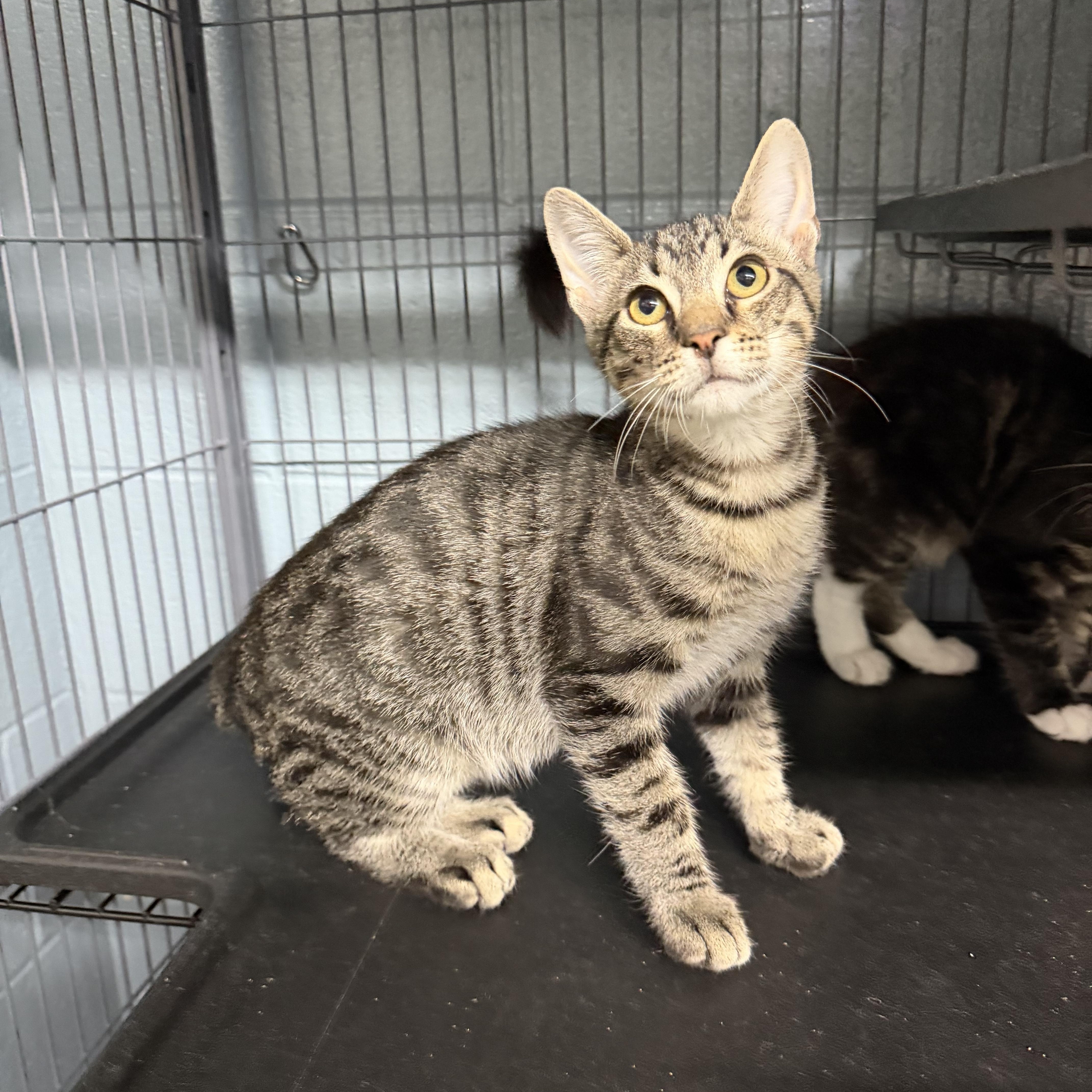 A young medium-sized male Tabby (Brown / Chocolate) Domestic Short Hair cat named Scottie for adoption in Albemarle, NC