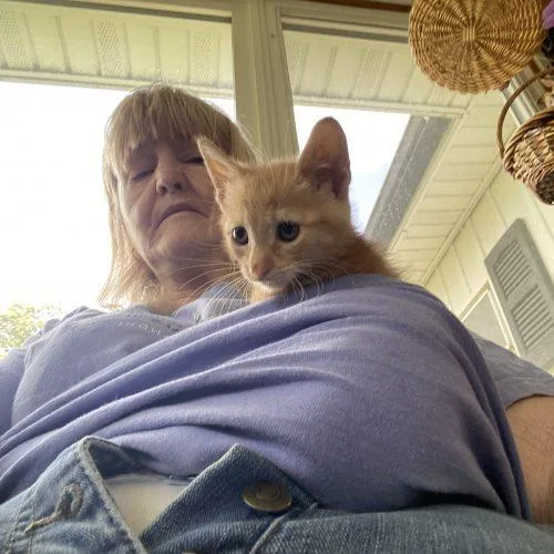 A baby small-sized female Orange / Red Domestic Short Hair cat named Suki for adoption in Seven Valleys, PA
