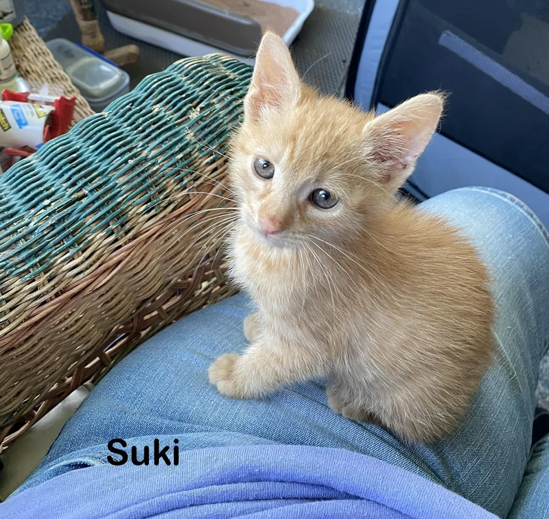 Suki thumbnail 3