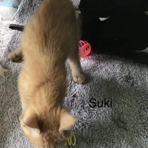 Suki thumbnail 5