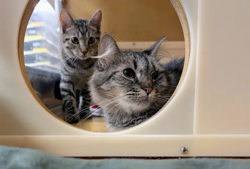 An adult medium-sized female Domestic Long Hair cat named Artemis for adoption in Pearland, TX