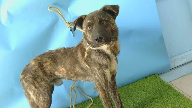 A young medium-sized male German Shepherd Dog dog named Roscoe for adoption in Gardena, CA