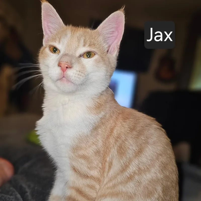 A young medium-sized male Orange & White Domestic Short Hair cat named Jax for adoption in SNOW HILL, NC