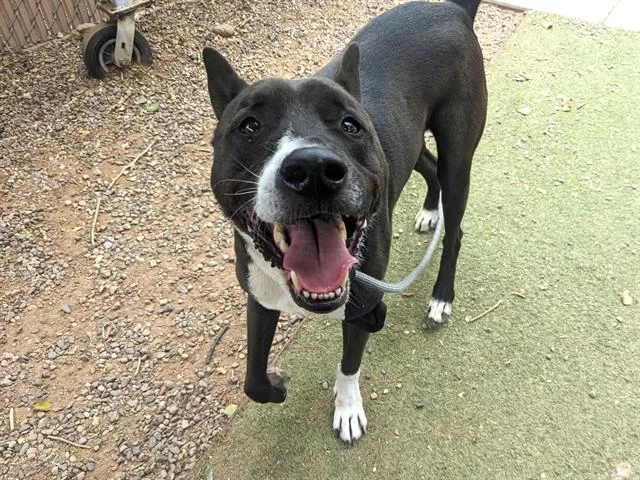 An adult small-sized male Border Collie dog named Ghost for adoption in Mesa, AZ