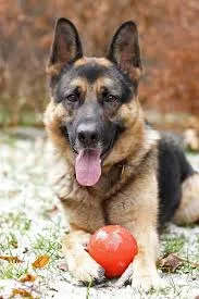 Sherlock Bones (Test Pet) thumbnail 2