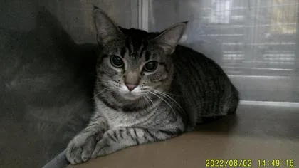 Catniss Everclean (Test Pet) thumbnail 2