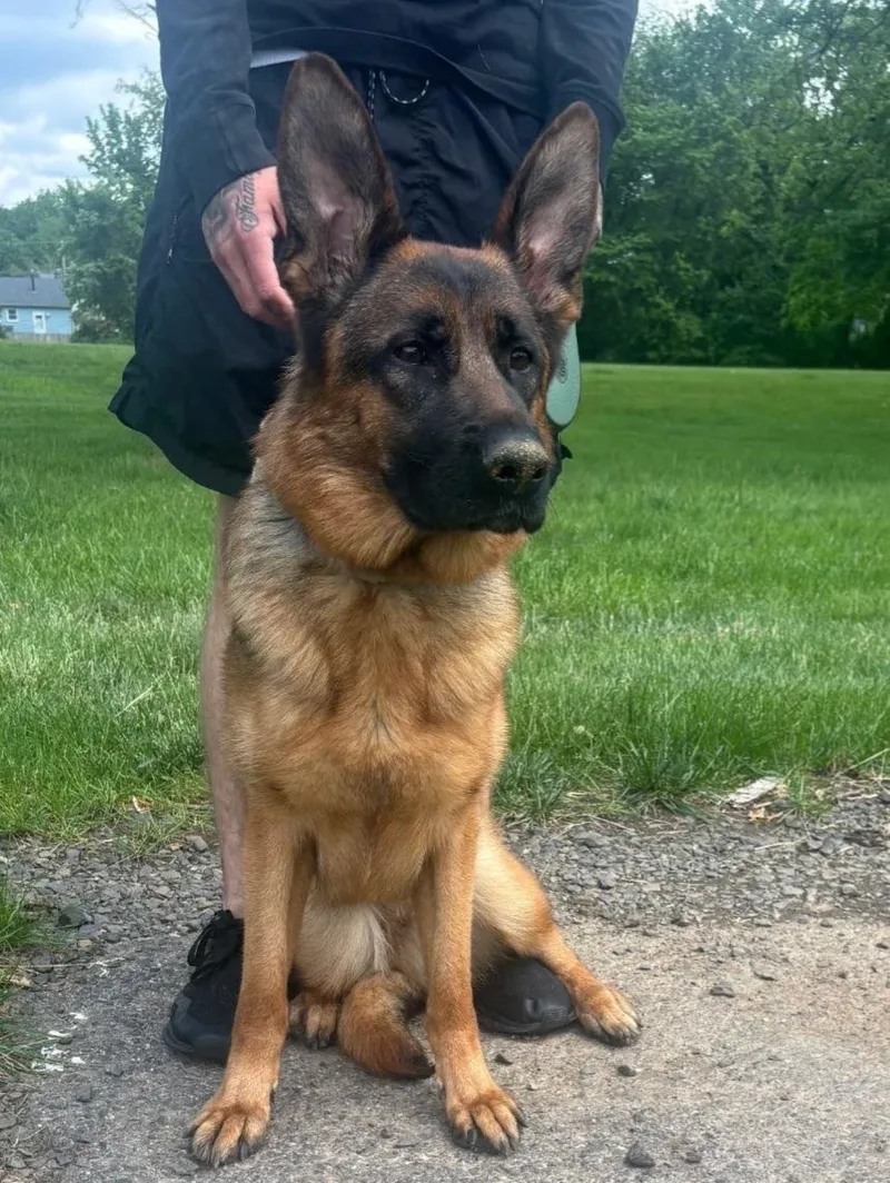 A young extra large-sized male black German Shepherd Dog dog named Sherlock Bones (Test Pet for adoption in New York, NY