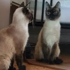 Catniss Everclean (Test Pet) thumbnail 9