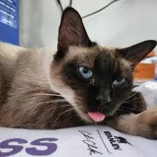 Catniss Everclean (Test Pet) thumbnail 12