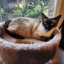 Catniss Everclean (Test Pet) thumbnail 8