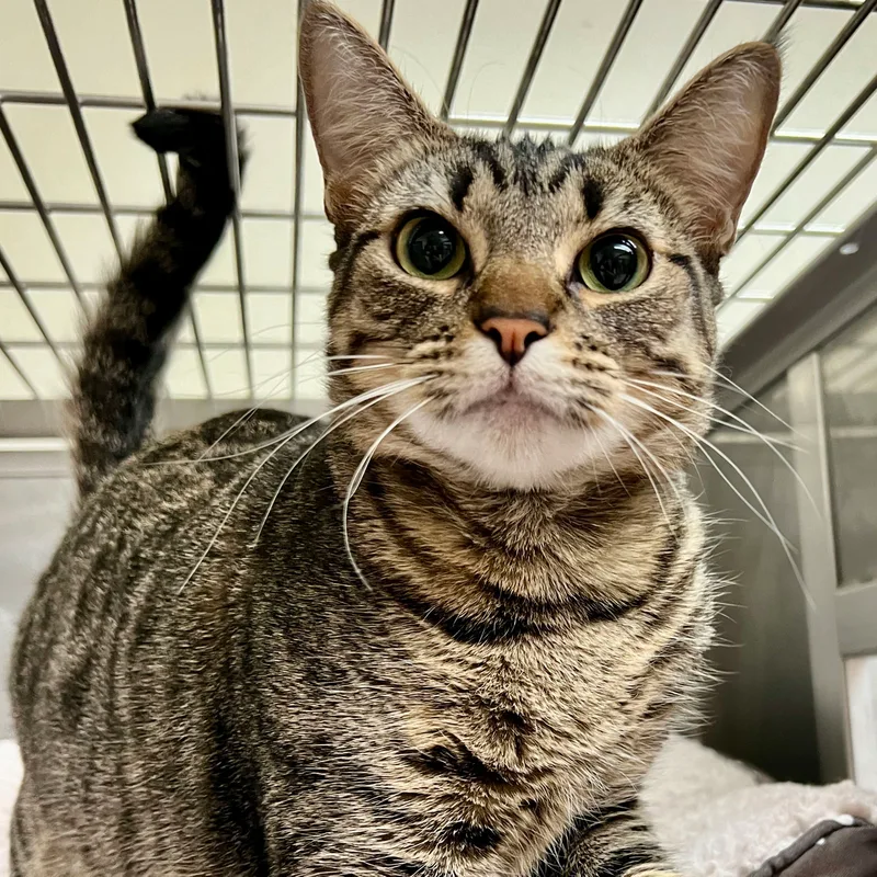 An adult medium-sized female gray tabby Domestic Short Hair cat named Catniss Everclean (Test Pet) for adoption in New York, NY