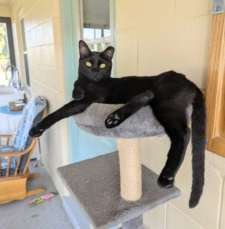 Thundera thumbnail 2