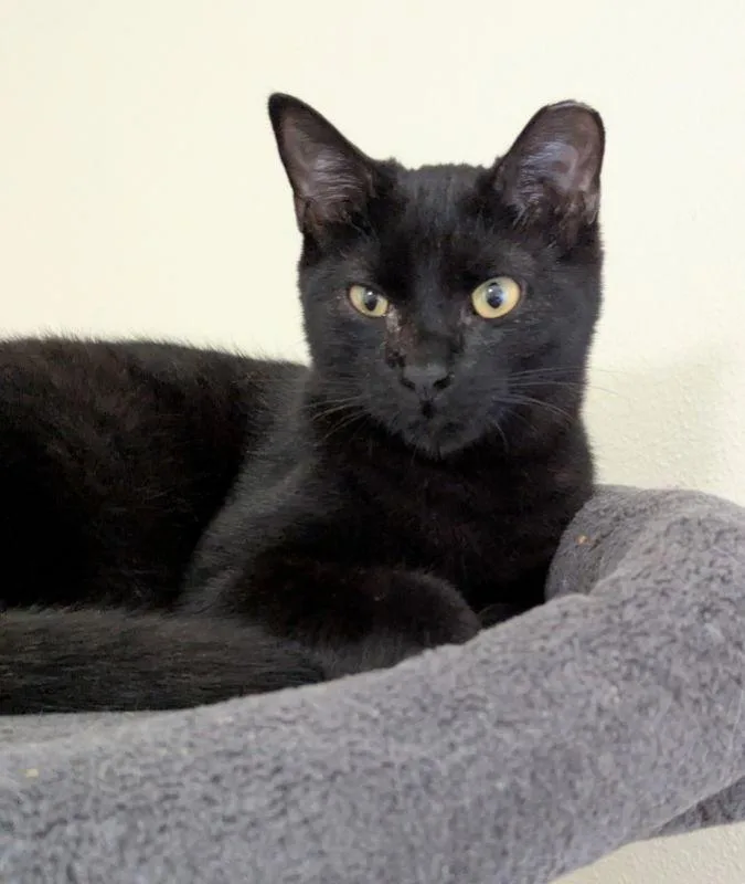 Thundera thumbnail 3