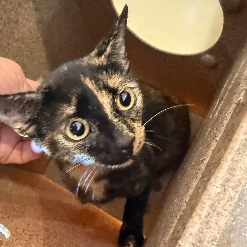 A young medium-sized female Tortoiseshell Domestic Short Hair cat named Gretchen for adoption in Birmingham, AL
