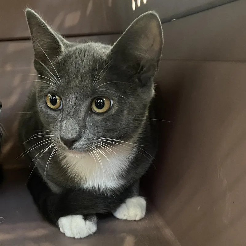 A baby small-sized male Gray / Blue / Silver Domestic Short Hair cat named Johnny Bravo for adoption in Harrisonburg, VA