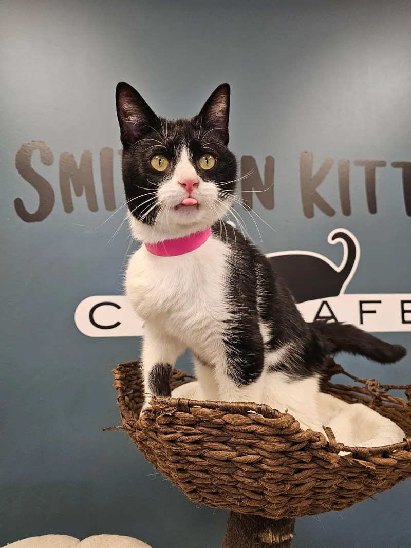 An adult small-sized male Domestic Short Hair cat named Bagel for adoption in Muncie, IN