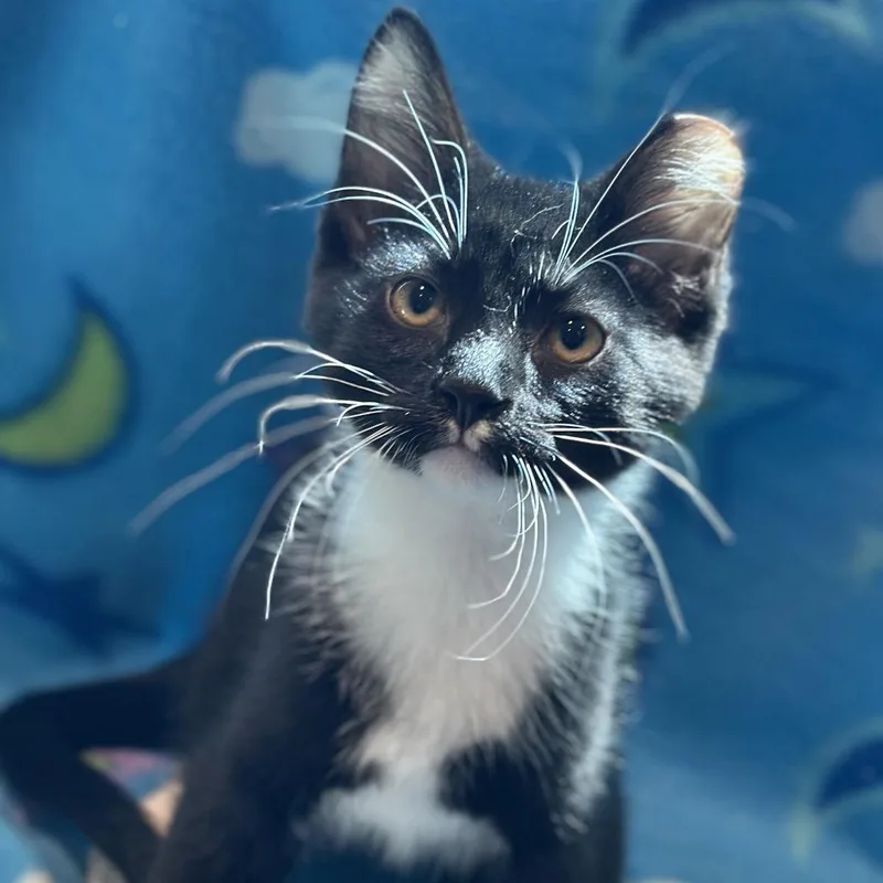 A baby small-sized male Black Domestic Short Hair cat named Milano for adoption in Matteson, IL