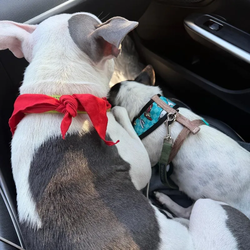 A baby small-sized female White / Cream Mixed Breed dog named Penelope Aka Cheeks for adoption in San Diego, CA