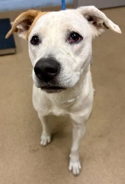 An adult large-sized female Mixed Breed dog named Marnie for adoption in Chamblee, GA