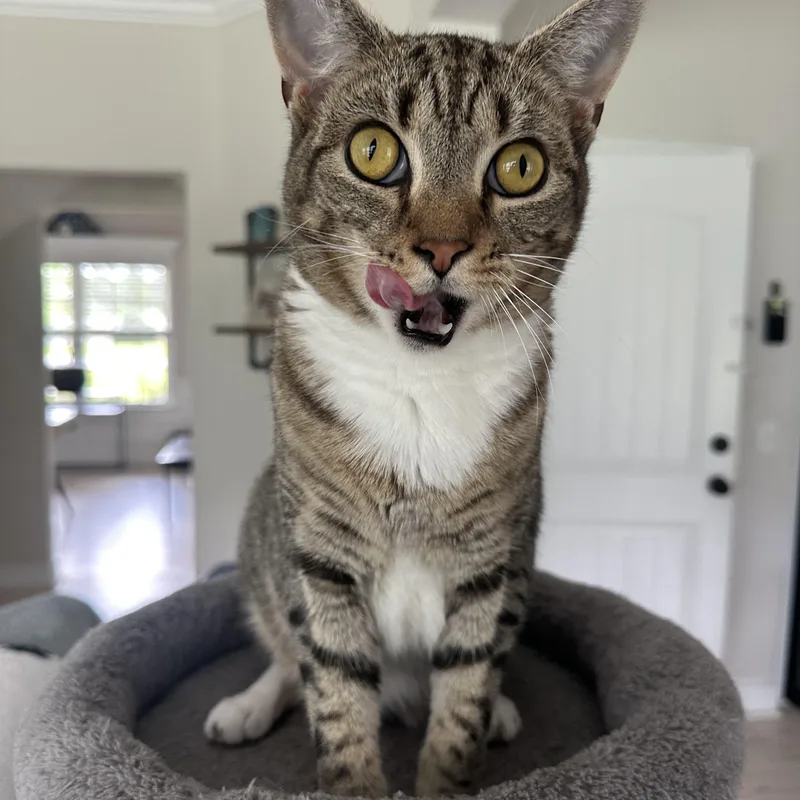 An adult medium-sized male Tabby (Leopard / Spotted) Domestic Short Hair cat named Arnie for adoption in Savannah, GA