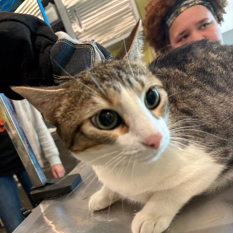 An adult small-sized female White Domestic Short Hair cat named Wednesday for adoption in West Des Moines, IA