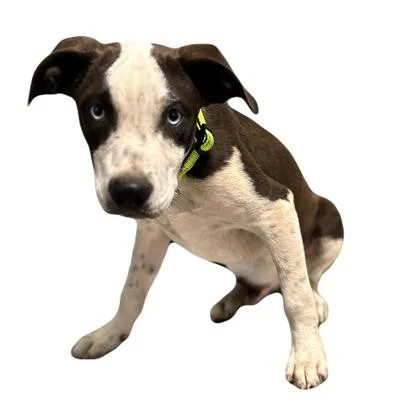 A young medium-sized male Catahoula Leopard Dog dog named Sheldon for adoption in Red Bluff, CA