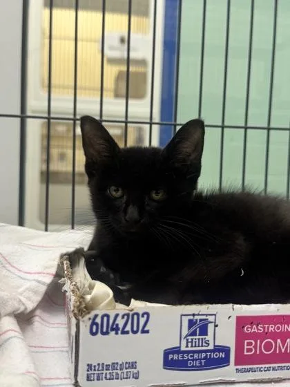 A young small-sized male Domestic Short Hair cat named Popple for adoption in Vero Beach, FL