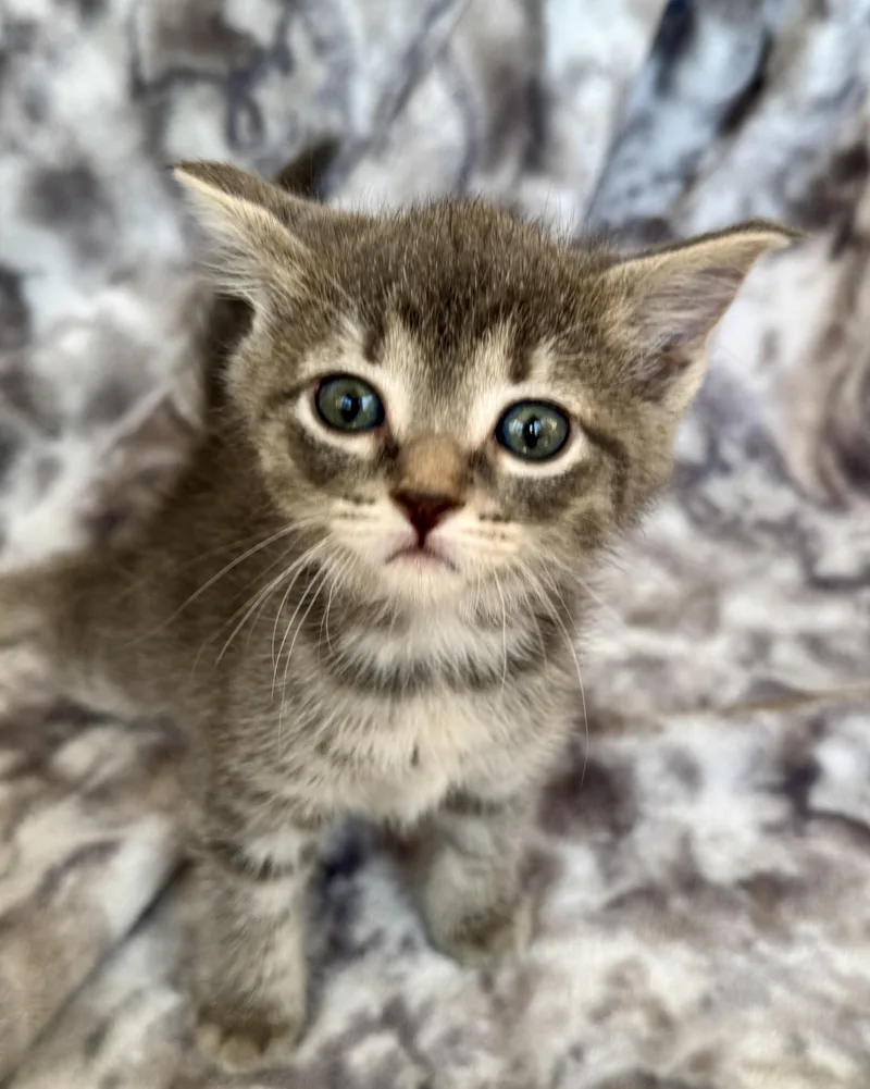 A baby medium-sized male Tabby (Brown / Chocolate) Domestic Short Hair cat named Lenny for adoption in Port Washington, WI