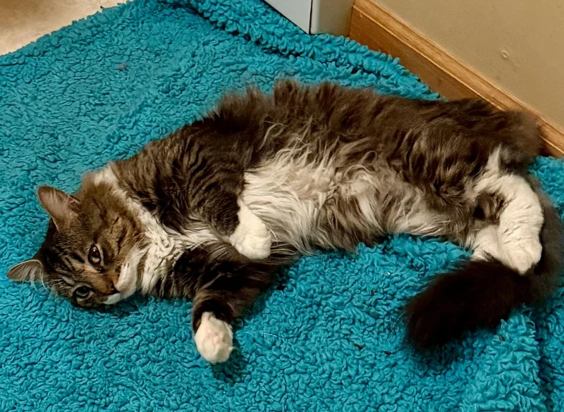 A young small-sized male Tabby (Brown / Chocolate) Domestic Long Hair cat named Biggie for adoption in East Hanover, NJ