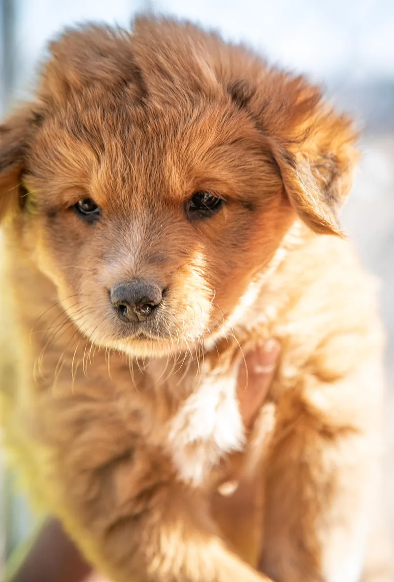 A young large-sized male Bicolor Great Pyrenees dog named Bodee for adoption