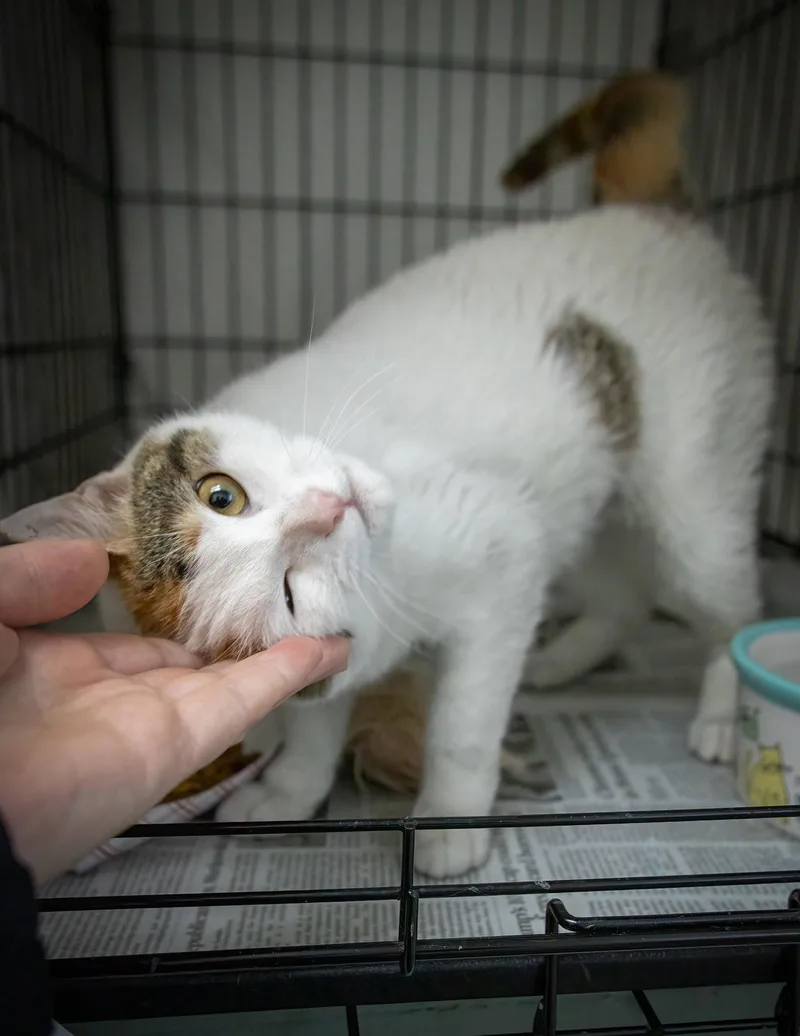 A young medium-sized female Domestic Short Hair cat named Magnolia for adoption in Greenville, DE