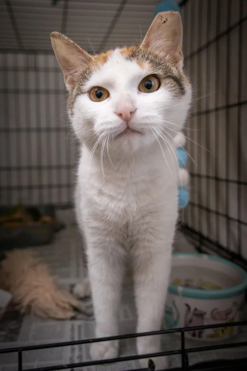 Magnolia thumbnail 2