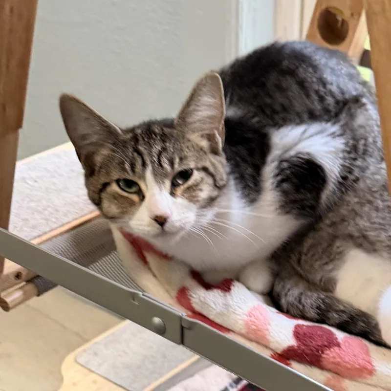 A baby small-sized female Gray / Blue / Silver Domestic Short Hair cat named Dorothy for adoption in Richland, MI