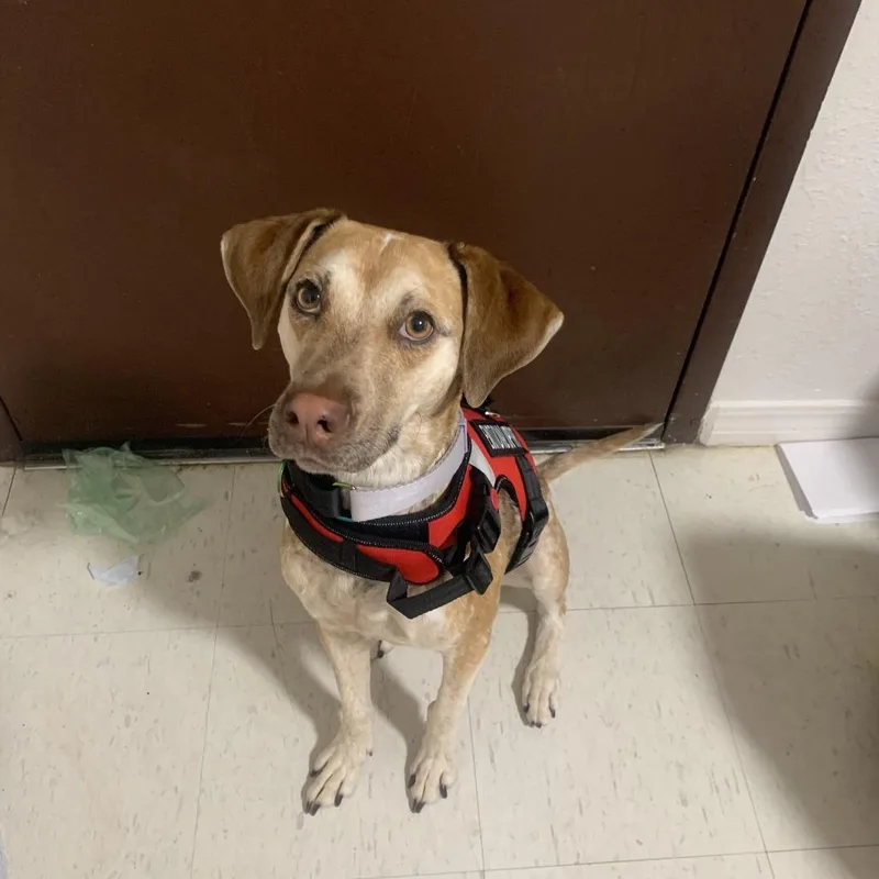An adult medium-sized female Hound dog named Buttercup for adoption in Tulsa, OK