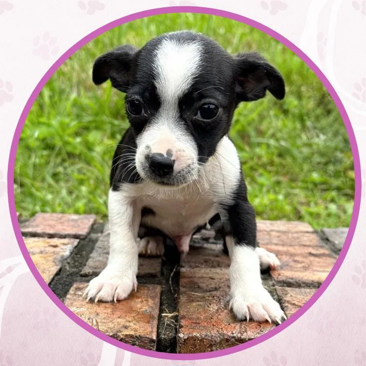 A baby small-sized male Bicolor Mixed Breed dog named Count Chocula for adoption in Toms River, NJ
