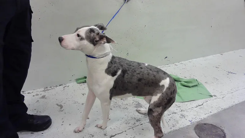 A young large-sized female Italian Greyhound dog named Wendy for adoption in Houston, TX