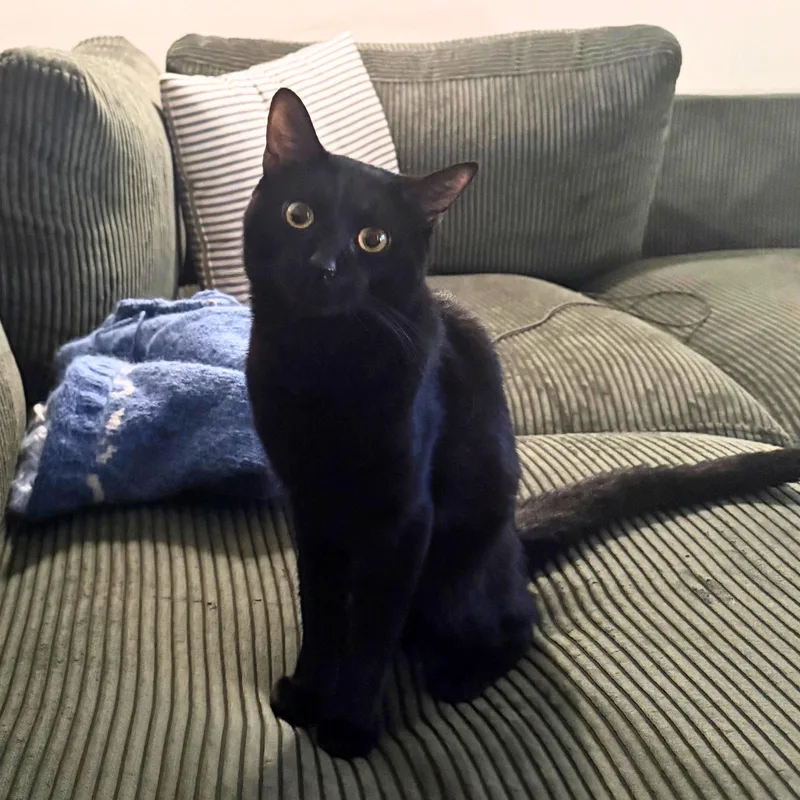 An adult medium-sized male Black Domestic Short Hair cat named Diamond Diva for adoption in Brooklyn, NY