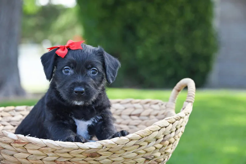 A baby medium-sized female Terrier dog named Gri for adoption in Salt Lake City, UT