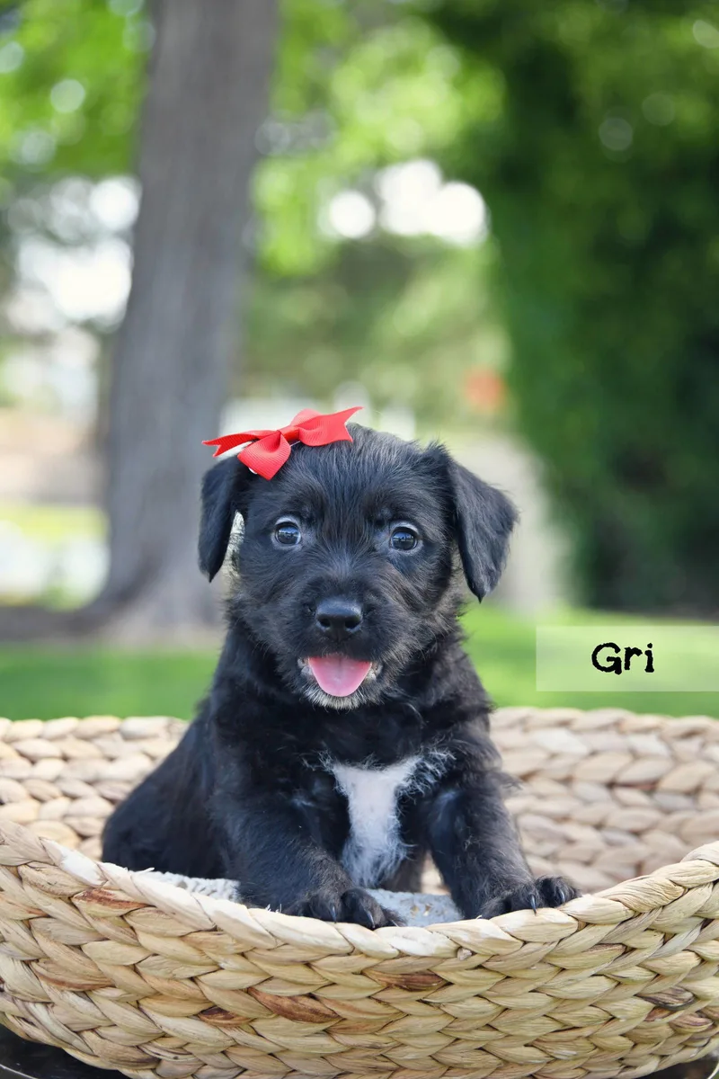 Gri thumbnail 2