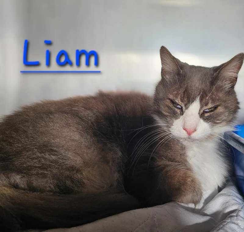 An adult medium-sized male Domestic Medium Hair cat named Liam for adoption in Jim Thorpe, PA