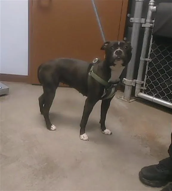 A young large-sized female Pit Bull Terrier dog named Penelope for adoption in Phoenix, AZ