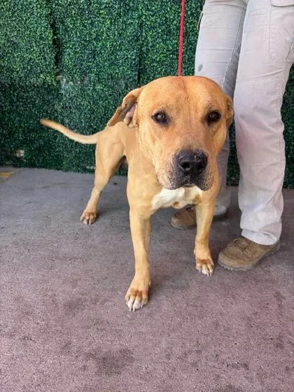 An adult extra large-sized male Brown / Chocolate Pit Bull Terrier dog named Guru for adoption in El Paso, TX