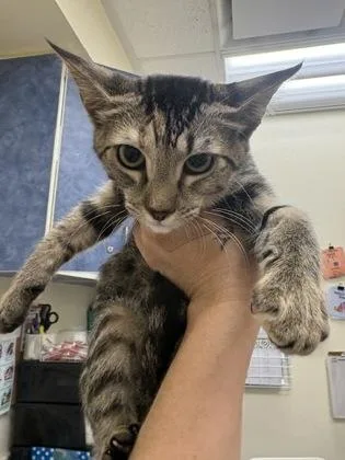 A baby medium-sized female Tabby (Gray / Blue / Silver) Domestic Short Hair cat named Basil for adoption in Charleston, SC