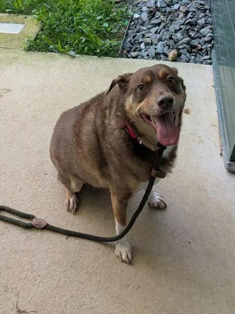 An adult medium-sized male Australian Shepherd dog named Jerry for adoption in Leesburg, VA