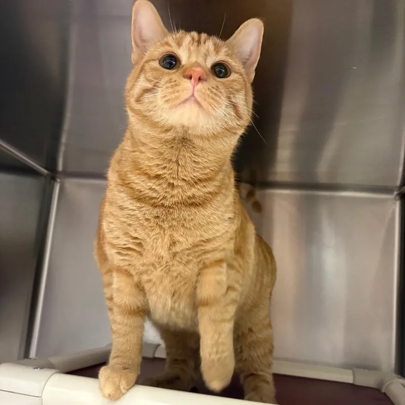 A young large-sized female Orange / Red Domestic Short Hair cat named Lucy for adoption in Mentor, OH