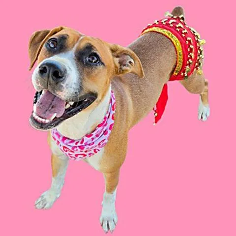 A young medium-sized female Brown / Chocolate Boxer dog named Shakira  URGENT for adoption in Thousand Oaks, CA