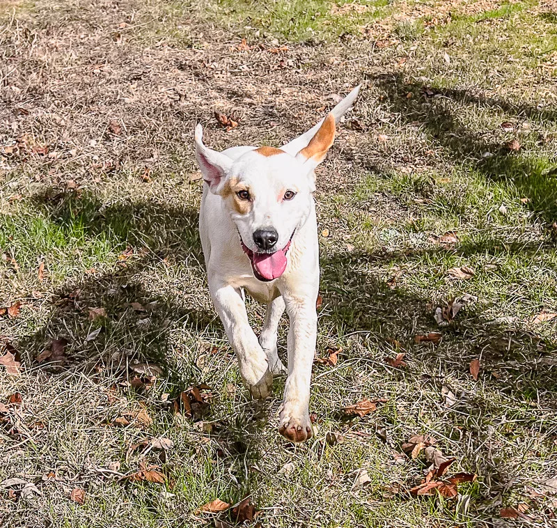 A young medium-sized female Tricolor (Brown, Black, & White) Labrador Retriever dog named Ari for adoption in Pontotoc, MS